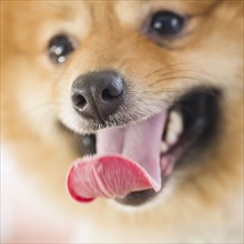 Close up of Pomeranian dog's face