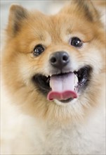 Close up of Pomeranian dog's face