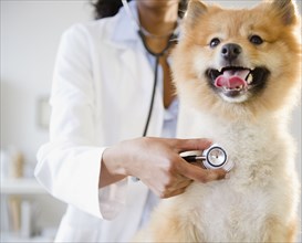 Mixed race veterinarian listening to Pomeranian dog's heartbeat