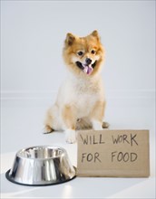 Pomeranian dog next to sign Will Work for Food