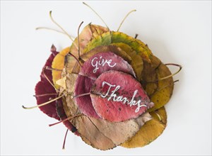 Give Thanks calligraphy on dry autumn leaves
