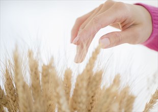 Mixed race woman touching stalks of wheat