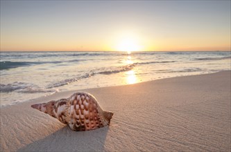 Seashell on beach at sunset