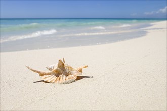 Seashell on ocean beach
