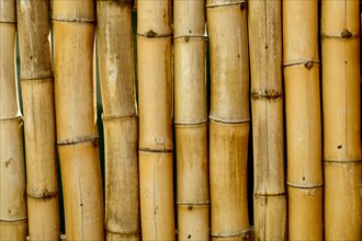 Close up of bamboo stalks