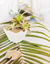 Potted plant and seashell on leaf