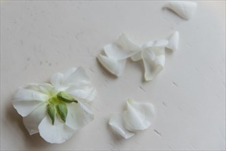 White flower petals on table