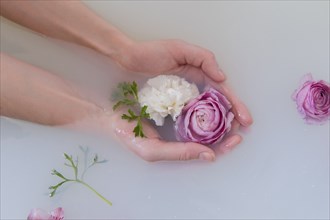 Hands of Caucasian woman cupping flowers in milk bath