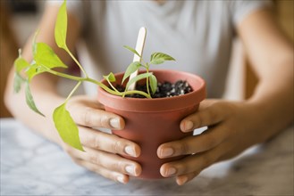 Hands of African American woman holding plant