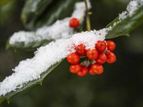 Close-up of red holly berries