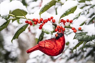 Red cardinal ornament