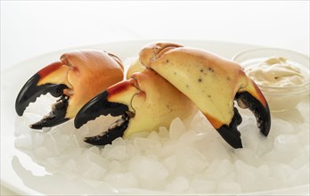 Three stone crab claws on ice with sauce
