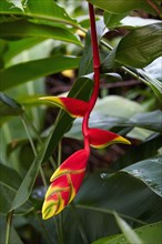 Close up of red flower of Heliconia bihai (red palulu)