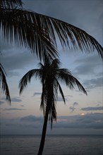 Palm trees and ocean at sunset
