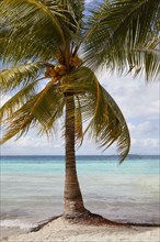 Palm tree on tropical beach and turquoise ocean