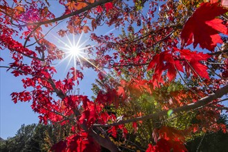 Sun shining through red leaves of sugar maple tree
