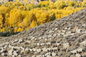 Flock of sheep on hillside