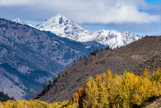 Yellow trees and snowcapped mountains in Autumn