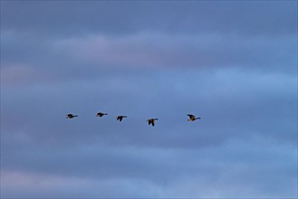 Silhouettes of Canada geese