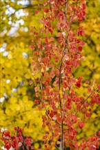 Close-up of yellow and red trees in Autumn