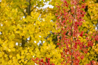 Close-up of yellow and red trees in Autumn