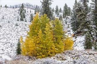 Autumn colored tree on hill covered with snow