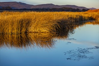 Morning sunlight on reeds in calm spring creek
