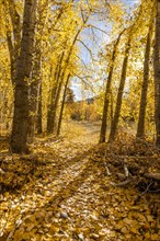 Footpath covered with yellow Autumn leaves in forest