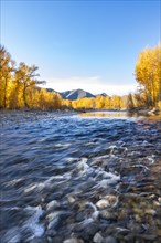 Big Wood River and yellow trees in Autumn