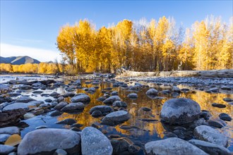 Wet rocks in Big Wood River and yellow trees in Autumn
