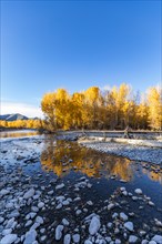 Big Wood River and yellow trees in Autumn