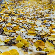 Close-up of footpath covered with yellow Autumn leaves