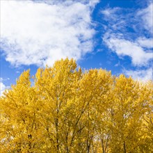 White clouds above yellow Autumn trees