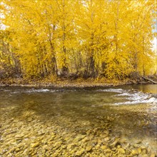 Big Wood River reflecting yellow Autumn trees