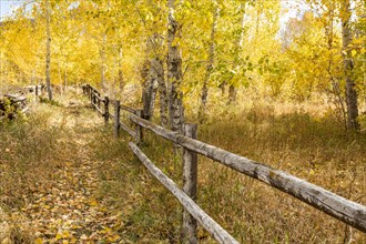 Wooden fence in Autumn forest