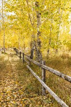 Wooden fence in Autumn forest