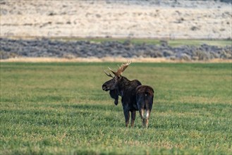 Bull moose standing in grassy field