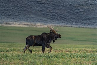 Bull moose standing in grassy field