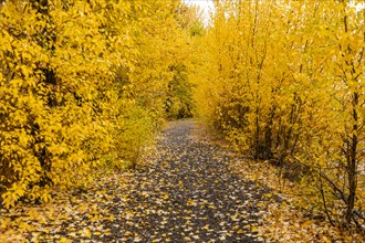 Footpath through yellow autumn foliage