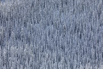 Dense snowy forest in winter