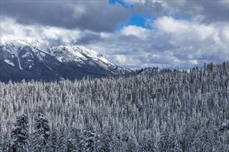 Mountain landscape and forest in winter