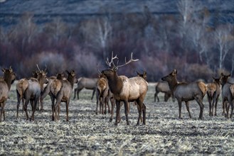 Bull elk among elk herd