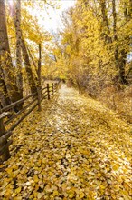 Footpath though yellow autumn foliage
