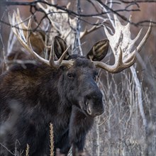 Bull moose walking trough bushes