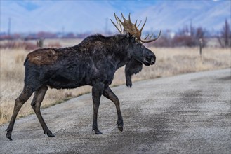 Bull moose crossing rural road