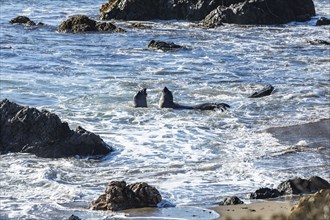 San Simeon, Bull Elephant Seals fighting in surf