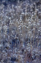 Close-up of wild grasses