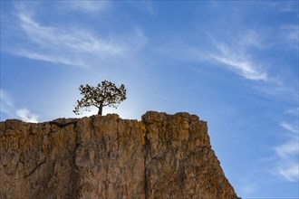 Single tree on canyon edge