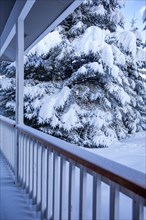 Fresh snow on fir trees seen from porch