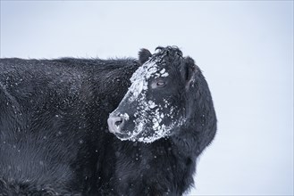 Cow with snow on its head in winter